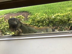 Iguana iguana