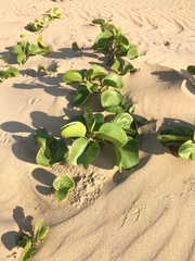 Ipomoea pes-caprae brasiliensis