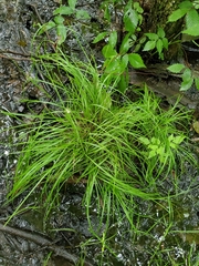 Carex bromoides