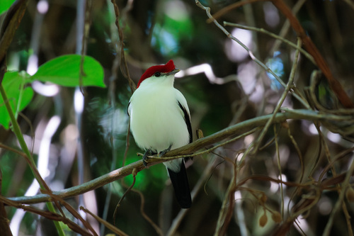 Araripe Manakin (Chiroxiphia bokermanni), photo 7