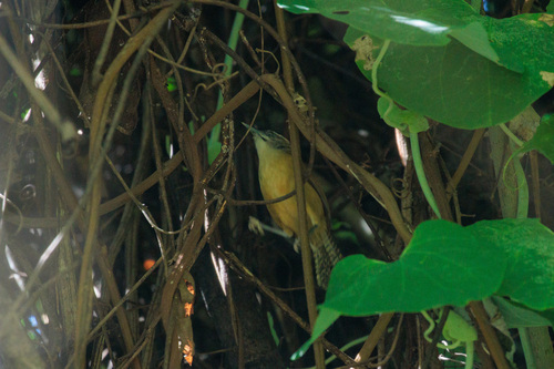 Moustached Wren (Pheugopedius genibarbis), photo 5