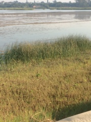 Schoenoplectus scirpoides