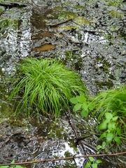 Carex bromoides