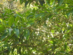 Syzygium nervosum