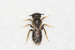 Panurginus polytrichus