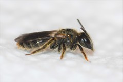 Panurginus polytrichus