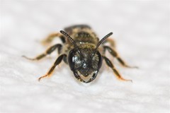 Panurginus polytrichus