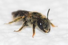 Panurginus polytrichus