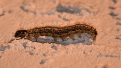 Litoprosopus futilis