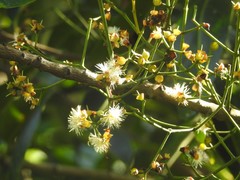 Syzygium nervosum