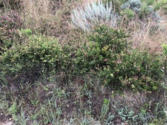 Arctostaphylos pechoensis