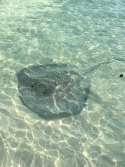 Chupare Stingray photo 4