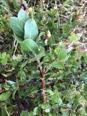 Arctostaphylos pechoensis