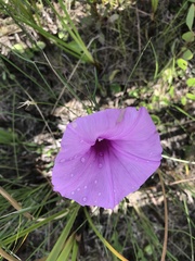 Ipomoea sagittata