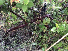 Arctostaphylos pechoensis