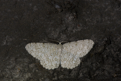 Catoria sublavaria