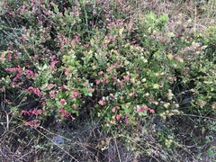 Arctostaphylos pechoensis