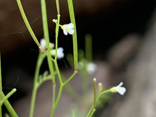 Image of Cardamine parviflora by (c) Jake OFlaherty, some rights reserved (CC BY)