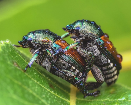 Japanese Beetle, photo 8 of 10