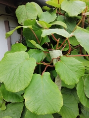 Actinidia
