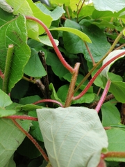 Actinidia
