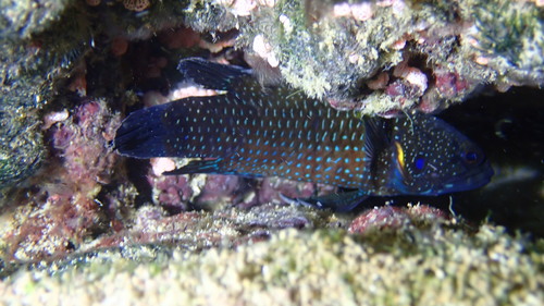 Plesiops corallicola observed 2024-08-24