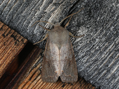 Orthosia revicta