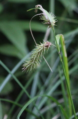 Carex cherokeensis