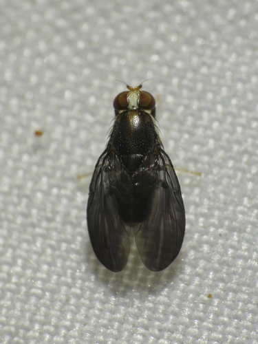 Rabaulia nigrotibia