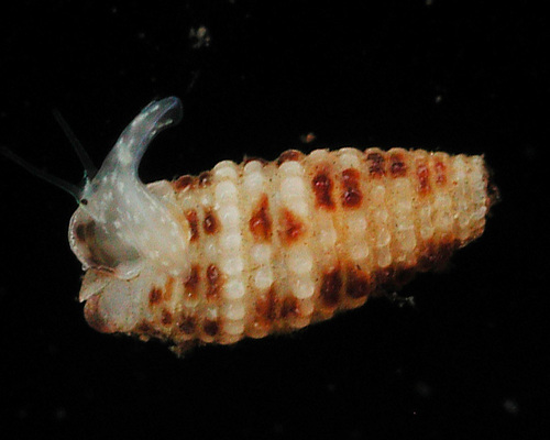 Opimaphora coralina observed 2006-11-18