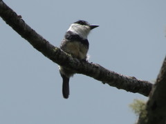 Notharchus swainsoni