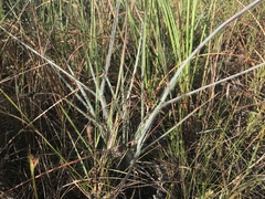 Digitaria pauciflora