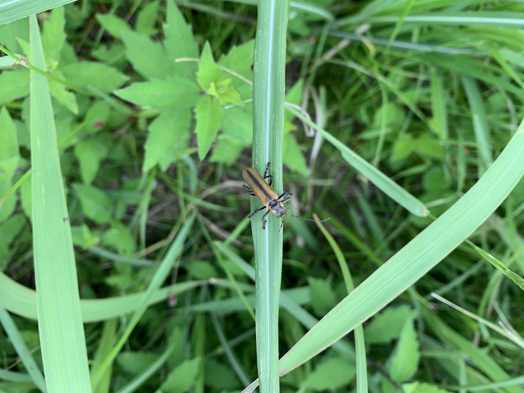 Lycocerus magnius