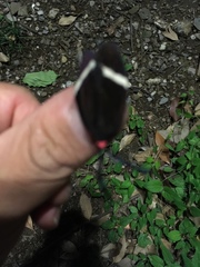 Pidorus atratus