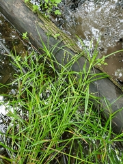 Carex tribuloides