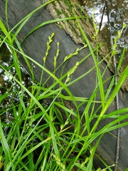 Carex tribuloides