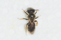 Panurginus polytrichus