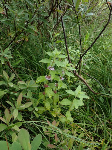Mentha canadensis