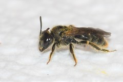 Panurginus polytrichus