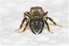 Panurginus polytrichus