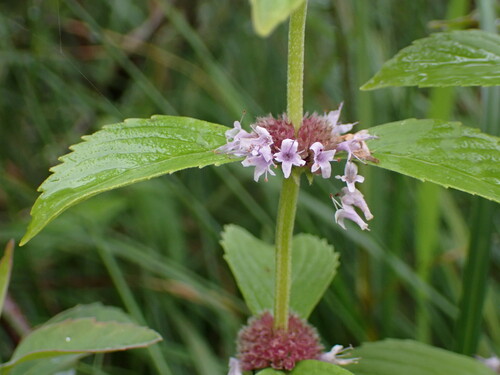 Mentha canadensis