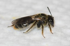 Panurginus polytrichus