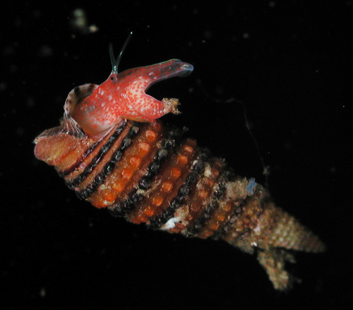 Mastonia cingulifera observed 2006-12-04