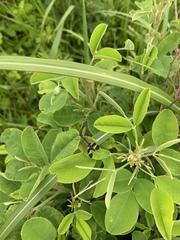 Panorpa japonica