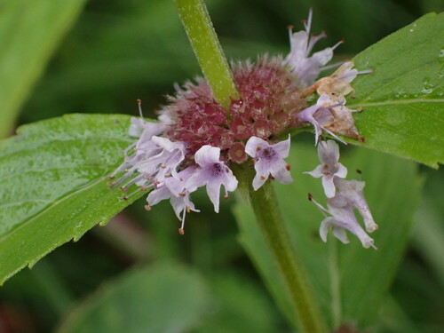 Mentha canadensis
