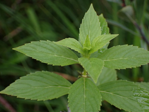 Mentha canadensis