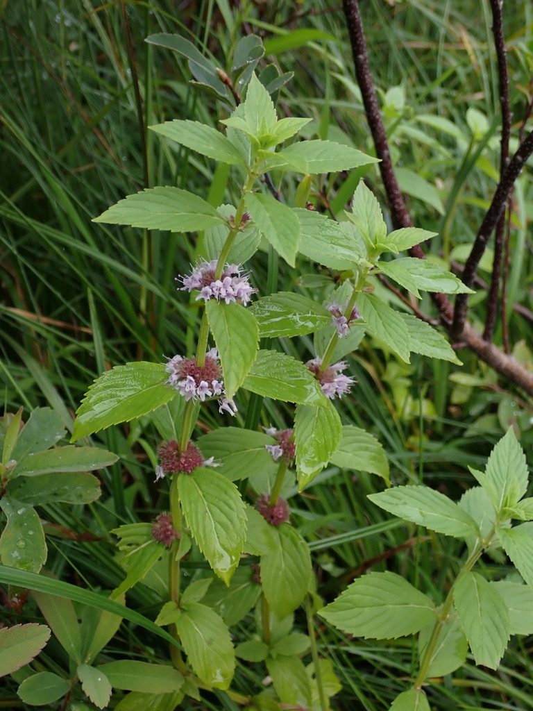 Mentha canadensis, Clallam County, WA, USA