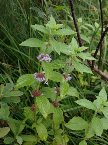 wild mint (Mentha arvensis)