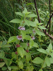 Canada Mint (Mentha canadensis)