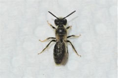 Panurginus polytrichus